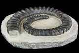 Devonian Ammonite (Anetoceras) - Morocco #110647-1
